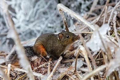 《光环》曾有第三人称设计方案 游戏泄密资料曝光